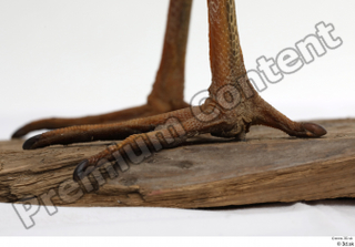 Black stork foot 0017.jpg